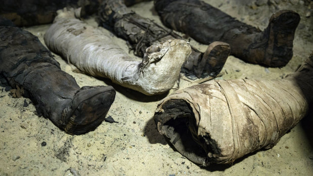 Mummies lie in a recently discovered burial chamber in the desert province of Minya, south of Cairo on Saturday.