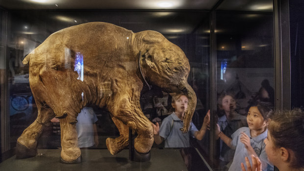 Children with the 42,000-year-old baby mammoth Lyuba, part of the Australian Museum's "Mammoths – Giants Of The Ice Age" exhibition.