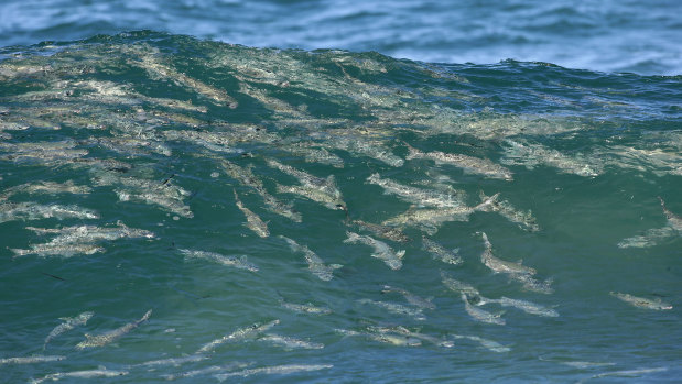 Huge amounts of fish means sharks could be nearby.