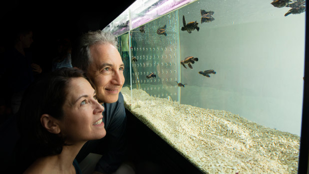 World Science Festival co-founders Brian Greene and Tracy Day inspect the baby turtles at the Queensland Museum last year.