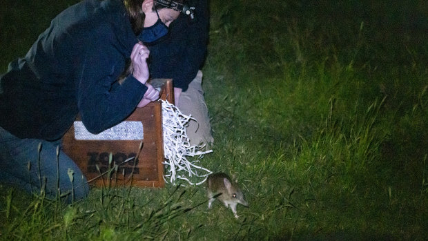A bandicoot being released last month.