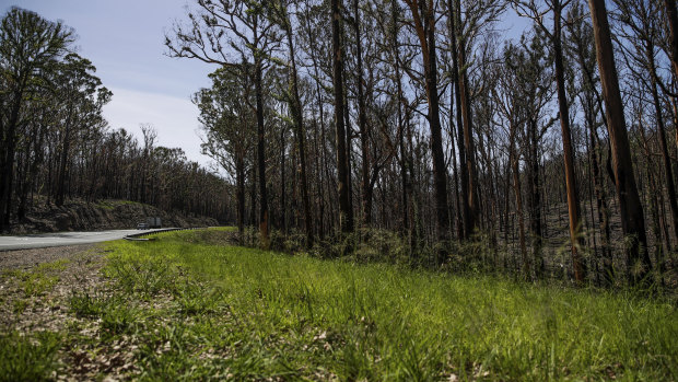 New growth on bushfire-impacted trees along the Princes Highway near Batemans Bay.