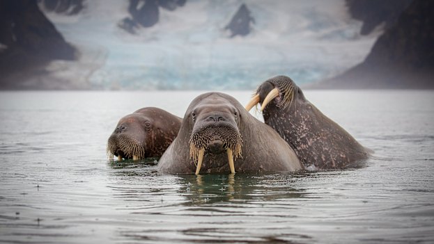 Three walruses swimming in Svalbard.  