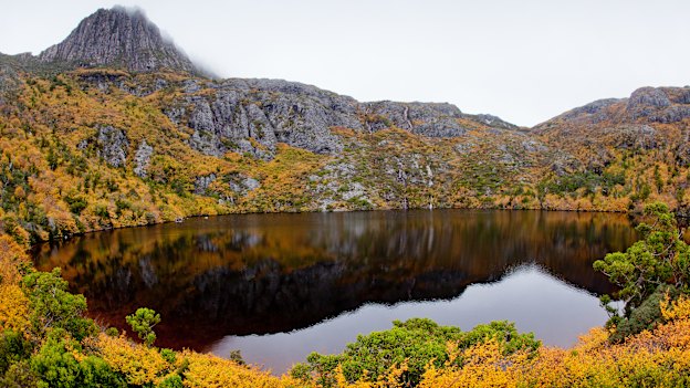 The ancient native plant Nothofagus gunnii in autumn at Cradle Mountain-Lake St Clair National Park, Tasmania. 