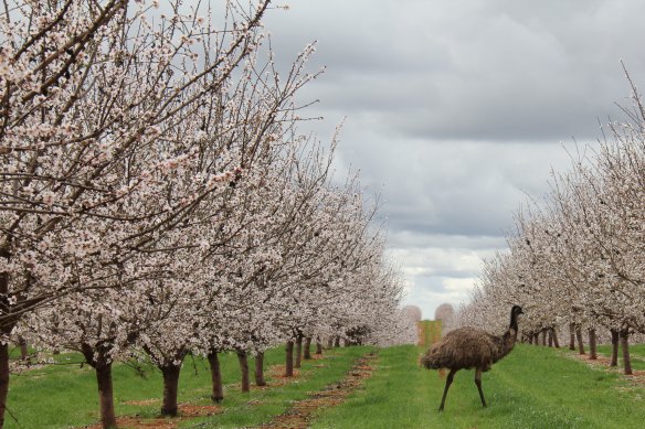 The ASX-listed almond producer Select Harvests has lifted its net profit by 160&#37; to $53 million.