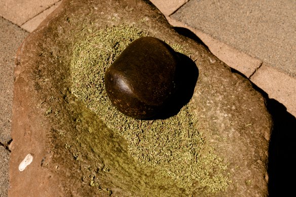 Bush balms used to be made by pounding the leaves on this large stone found out in the bush. 