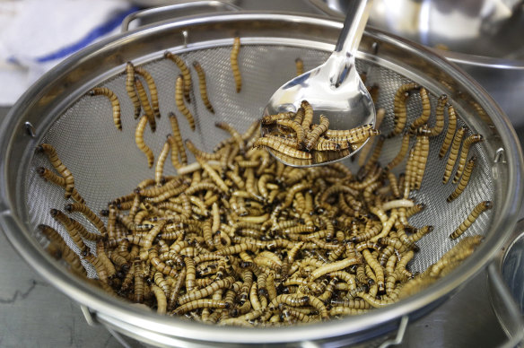 Mealworms are now being farmed in France.