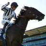 Belclare is top pick in the Hot Danish.
