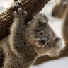 Calls to reverse 'absurd' rule on endangered species, boost koala aid