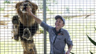 Zookeeper Samina Laycock with Bakari the lion at Sydney Zoo.