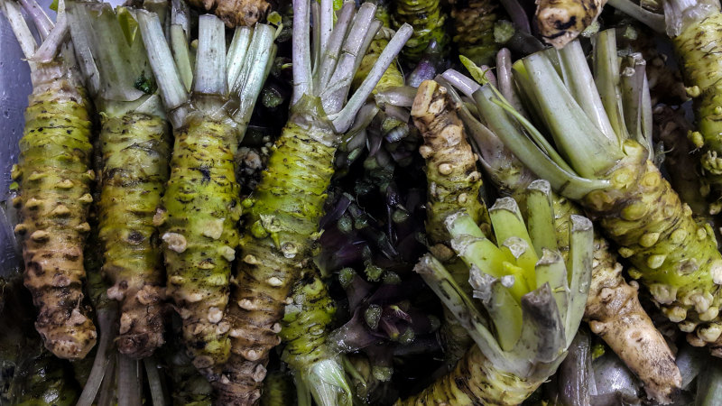 Travel quiz: In Japanese food, what is ‘Japanese horseradish’ known as?