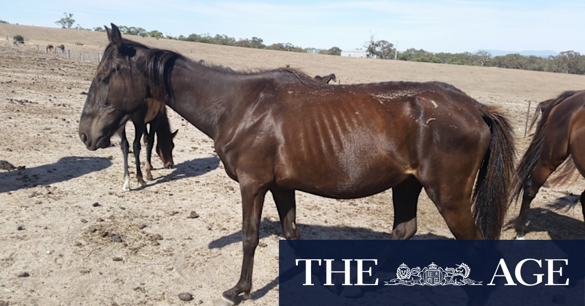 Woman who starved horses at Ararat property handed lifetime ban - Vimarsana News