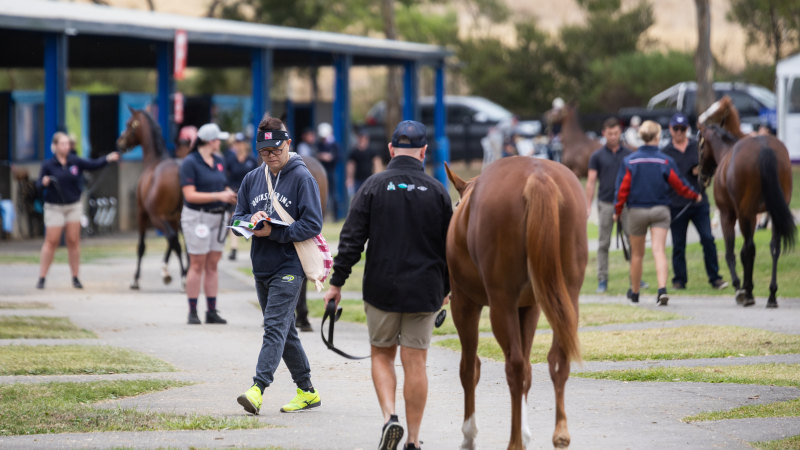 Clisby and Maryland Bridge ready to take top billing at Dubbo