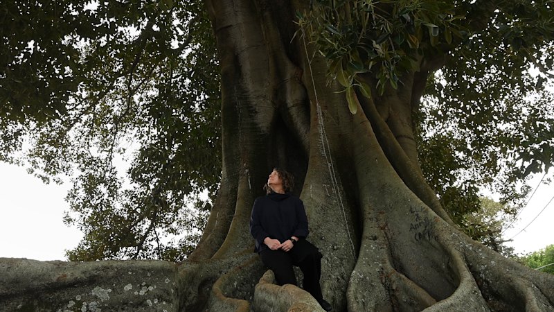 Sydney Trees: Old Trees Key to Cooling the City and Reducing Heat-r...