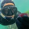 A thorny issue: How sea urchins could offer a perverse climate hope