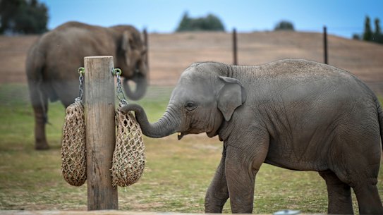 A calf at the new elephant habitat at Werribee Open Range Zoo. 