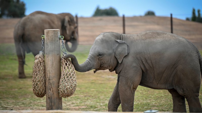 Zoos Victoria to cut up to 70 jobs, including in conservatio