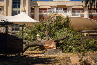 Heritage trees were cut down with chainsaws on Thursday. 