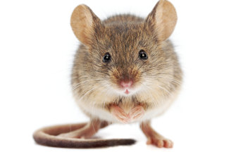 Uninvited guests are sneaking in during lockdown.