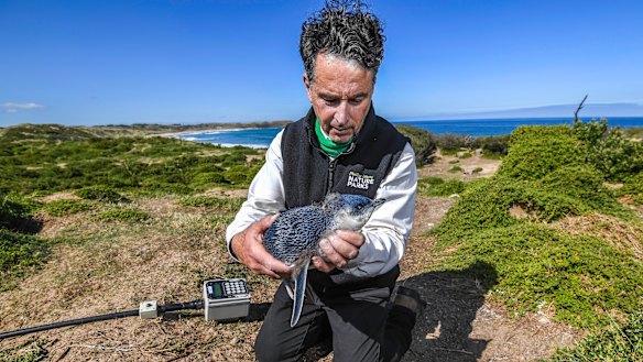 Marine scientist Dr Andre Chiaradia holds a juvenile moulting penguin.