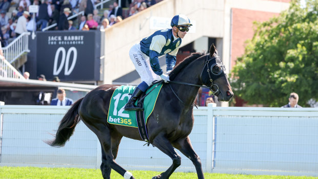 Interpretation with Ben Melham at the Geelong Cup.