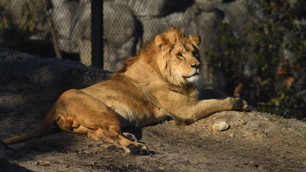 Lions are the star exhibits of Taronga Zoo's new African savannah precinct.