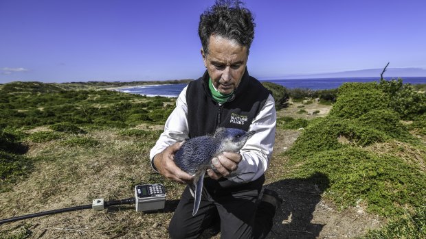 Marine scientist Dr Andre Chiaradia holds a juvenile moulting penguin.