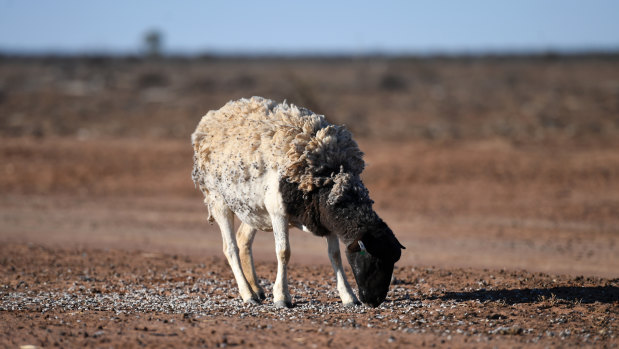 A sheep feeds on the drought-affected Brigalow Downs in Queensland.