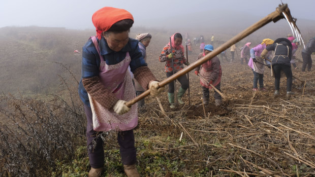 Local women are organised to harvest artichokes on a farm in Zhuanshanbao Village, Zhaotong City of Yunnan Province. They are paid $10 a day for eight  hours of work. 