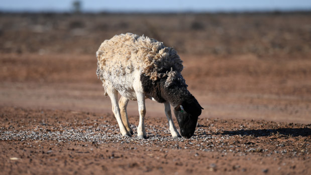 Prime Minister Scott Morrison says national drought action is a top priority, and critics say climate action should be a key part of the response.