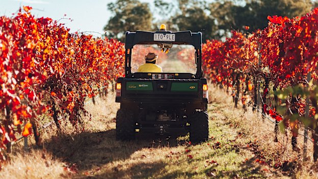 Iberian grapes are a speciality for Stanton & Killeen.