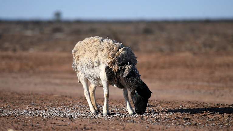A sheep feeds on the drought-affected Brigalow Downs in Queensland.