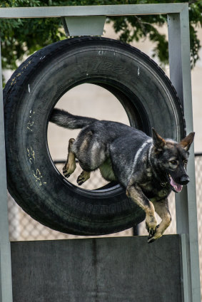 Size, agility and an eagerness to chase are key canine attributes sought by the police. 