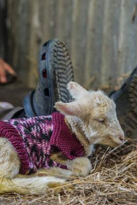 A day-old lamb at Rachel Allen's Yass farm.
