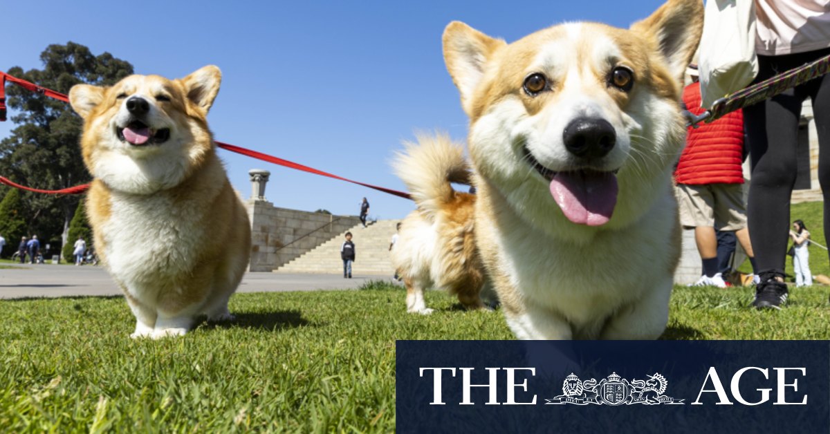 Corgis in crowns mark minute’s silence for Queen