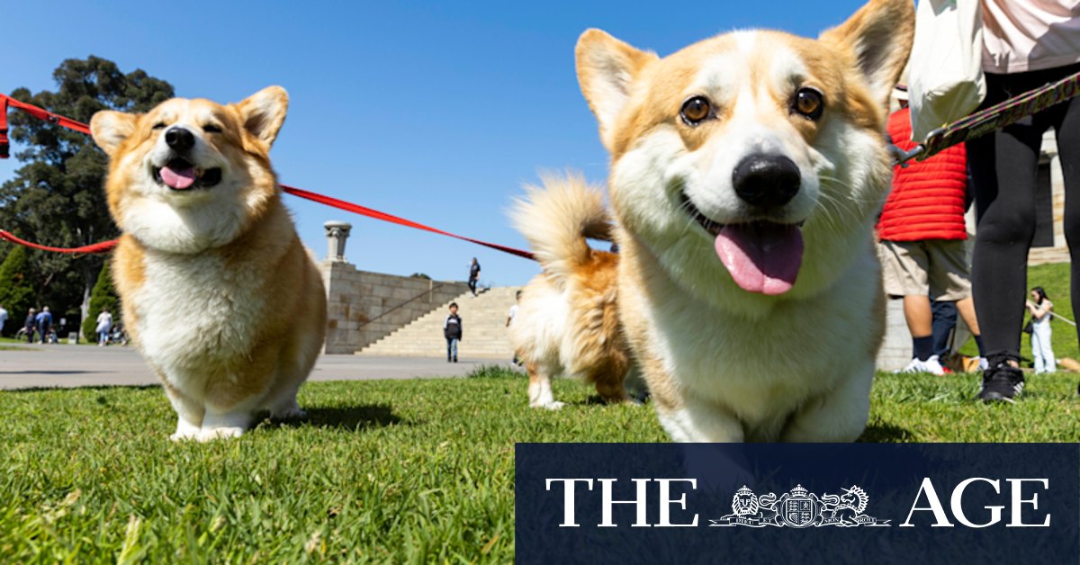 Corgis in crowns mark minute's silence for Queen - Vimarsana News