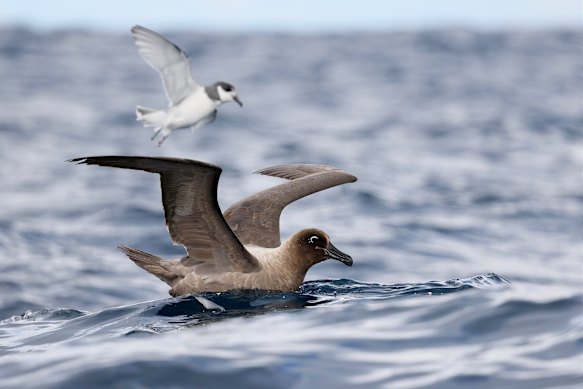 A light-mantled albatross, which has a two-metre wingspan, with a blue petrel in the background.
