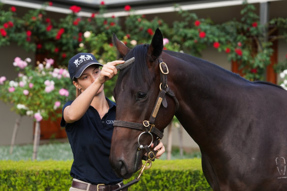 Coolmore Stud hand Chloe Salvador brushes the mane of the Winx filly.