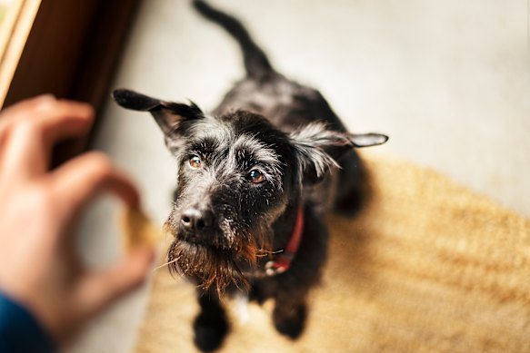 Like humans, dogs respond best to praise.