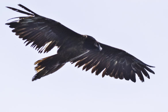 An image of the rarely sighted bearded vulture near Baia-Mare, Romania, in 2016, the first time the rare bone-eating bird had been spotted there in more than 80 years. 