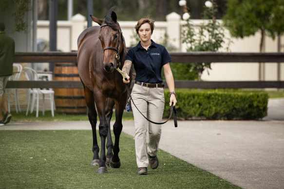 The Pierro filly out of superstar racehorse Winx will be offered for public auction on Monday.