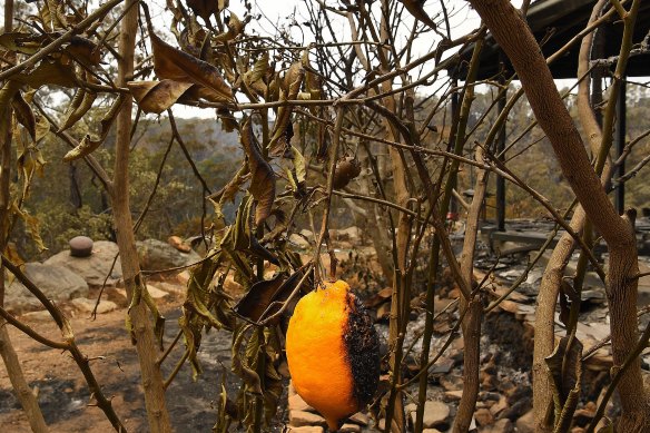 A lone lemon hangs on a burnt tree at the Station Street home of Balmoral residents Helena and Justin. The family tried to defend their home from the Green Wattle Creek fire, but on  December 21 they had to shelter in their car to survive. 