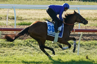 Godolphin will make a call on Cup hope Ispolini.