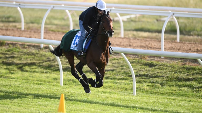 Marmelo was runner-up in last year's Melbourne Cup.