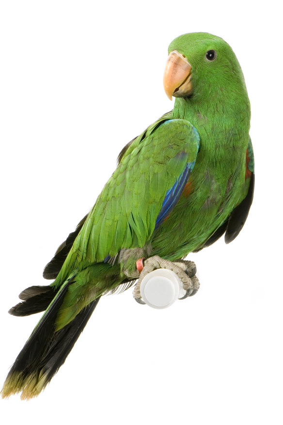 The low-key male eclectus parrot.  Several will feed a (bright-red) female  as she sits in a nest.