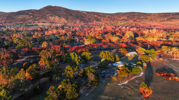 A Grampians town’s remarkable recovery after ‘the beast’ burnt through