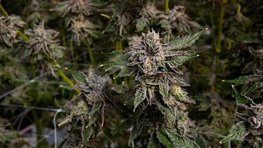 A mature marijuana plant, on an unidentified legal farm in NSW.