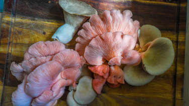 The single mother of two grows four types of mushrooms and can't keep up with demand from Melbourne restaurants. 
