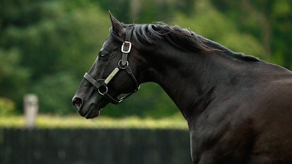 Super sire Wootton Bassett died at Coolmore Australia on Tuesday.