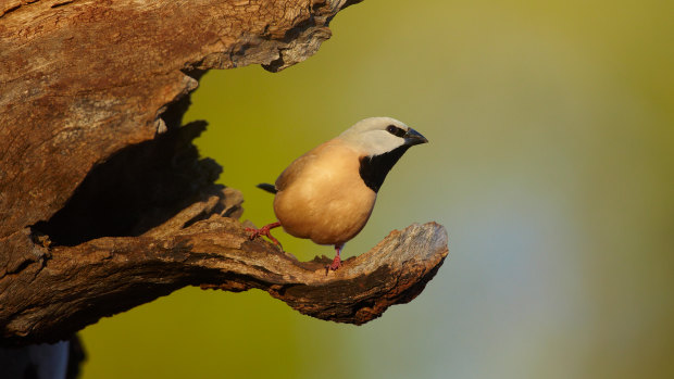 The black-throated finch ... the verdict on the proposed Adani mine project's effect on the bird is due on Friday.